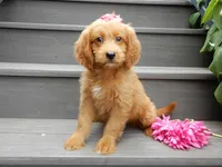 Bella, a female Miniature Goldendoodle for sale in Berlin, OH – 1 of 5