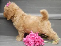 Indy, a female Miniature Goldendoodle for sale in Berlin, OH – 3 of 6
