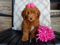 Lulu, a female Miniature Goldendoodle for sale in Berlin, OH – 5 of 5