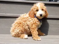 Brody, a male Miniature Goldendoodle for sale in Berlin, OH – 5 of 8