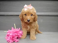 Zara, a female Miniature Goldendoodle for sale in Berlin, OH – 1 of 5