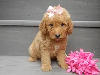 Zara, a female Miniature Goldendoodle for sale in Berlin, OH – 5 of 5