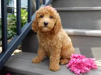 Hazel, a female Miniature Goldendoodle for sale in Berlin, OH – 3 of 5
