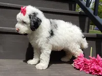 Roxy, a female Sheepadoodle for sale in Berlin, OH – 3 of 8