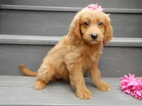 Bella, a female Miniature Goldendoodle for sale in Berlin, OH – 3 of 5