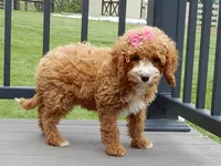 Lulu, a female Cavapoo for sale in Berlin, OH – 2 of 6