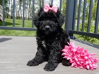 Ellie, a female Sheepadoodle for sale in Berlin, OH – 5 of 6