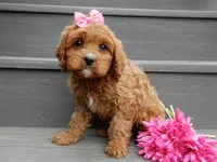 Buttons, a female Cavapoo for sale in Berlin, OH – 2 of 6