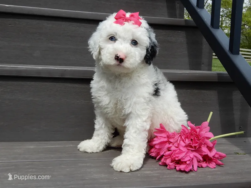 Roxy – Sheepadoodle puppy for sale in Berlin, OH