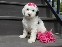 Roxy, a female Sheepadoodle for sale in Berlin, OH – 1 of 8