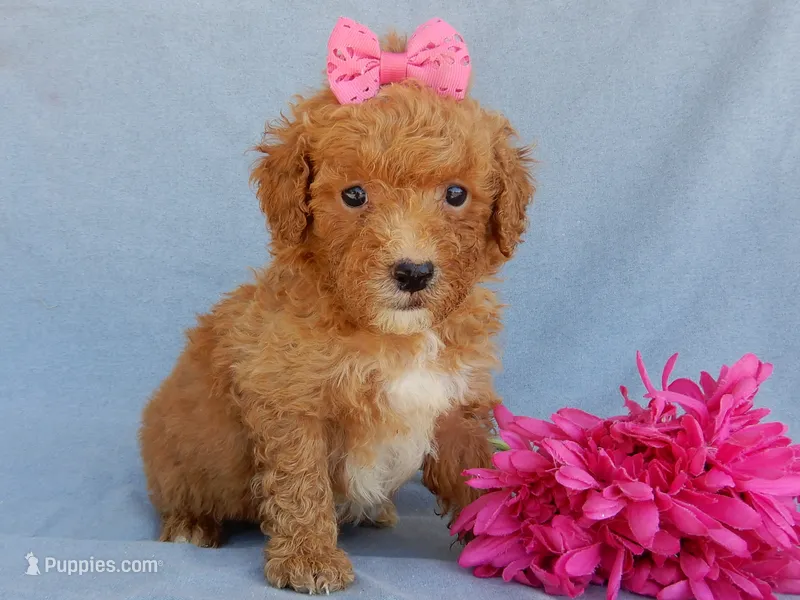 Sasha – Miniature Goldendoodle puppy for sale in Berlin, OH
