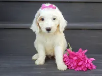 Daisy (medium), a female Miniature Goldendoodle for sale in Berlin, OH – 3 of 6