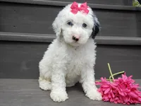 Roxy, a female Sheepadoodle for sale in Berlin, OH – 6 of 8