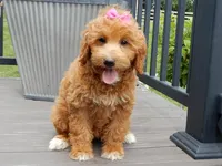 Betsie, a female Miniature Goldendoodle for sale in Berlin, OH – 3 of 5