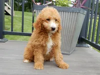 Douglas, a male Miniature Goldendoodle for sale in Berlin, OH – 4 of 6