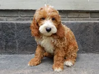 Charlie, a male Miniature Goldendoodle for sale in Berlin, OH – 2 of 4