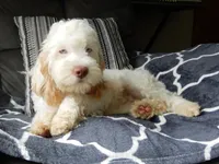 Maci, a female Cockapoo for sale in Berlin, OH – 4 of 7