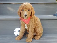 Jake (medium), a male Miniature Goldendoodle for sale in Berlin, OH – 2 of 5