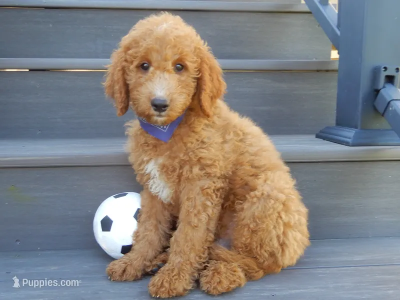 Jake (medium) – Miniature Goldendoodle puppy for sale in Berlin, OH