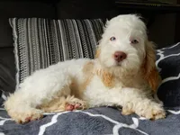 Maci, a female Cockapoo for sale in Berlin, OH – 2 of 7