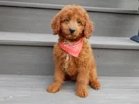 Asher, a male Miniature Goldendoodle for sale in Berlin, OH – 4 of 4