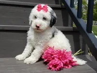 Roxy, a female Sheepadoodle for sale in Berlin, OH – 2 of 8