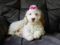 Maci, a female Cockapoo for sale in Berlin, OH – 4 of 6
