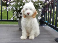 Maci, a female Cockapoo for sale in Berlin, OH – 3 of 7