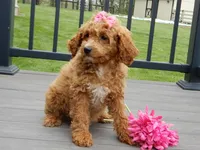 Penny, a female Cavapoo for sale in Berlin, OH – 3 of 6