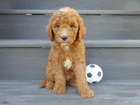 Jake (medium), a male Miniature Goldendoodle for sale in Berlin, OH – 5 of 5