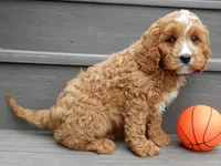 Scout, a male Cavapoo for sale in Berlin, OH – 4 of 7