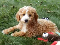 Brody, a male Miniature Goldendoodle for sale in Berlin, OH – 8 of 8