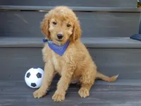 Rover (medium), a male Miniature Goldendoodle for sale in Berlin, OH – 2 of 5