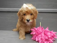 Izzy, a female Miniature Goldendoodle for sale in Berlin, OH – 4 of 6
