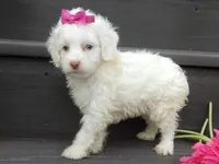 Angel, a female Cockapoo for sale in Berlin, OH – 6 of 6