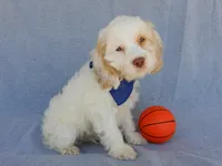 Lucky, a male Cockapoo for sale in Berlin, OH – 4 of 5