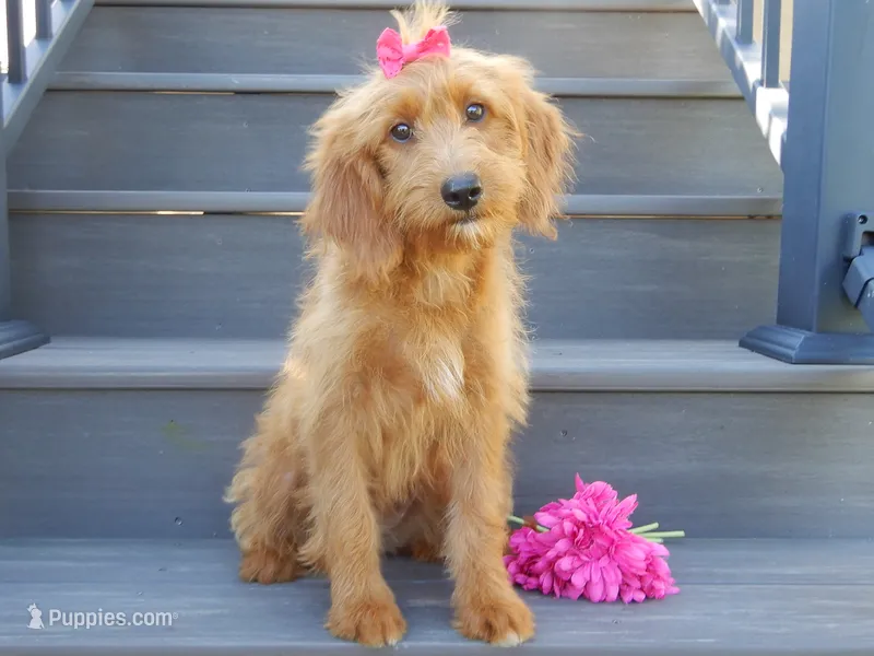 Bella – Miniature Goldendoodle puppy for sale in Berlin, OH
