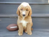 Bear (medium), a male Miniature Goldendoodle for sale in Berlin, OH – 2 of 7
