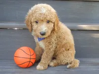 Mason (medium), a male Miniature Goldendoodle for sale in Berlin, OH – 3 of 5