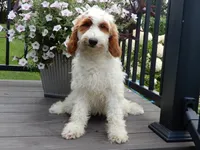 Princess-MEDIUM SIZE, a female Goldendoodle for sale in Berlin, OH – 5 of 6