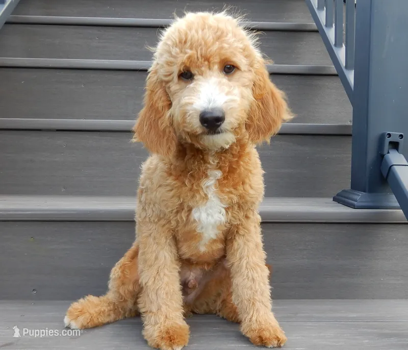 Douglas – Miniature Goldendoodle puppy for sale in Berlin, OH