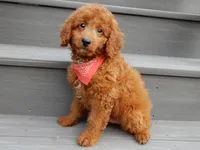 Asher, a male Miniature Goldendoodle for sale in Berlin, OH – 3 of 4