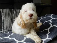 Maci, a female Cockapoo for sale in Berlin, OH – 3 of 7