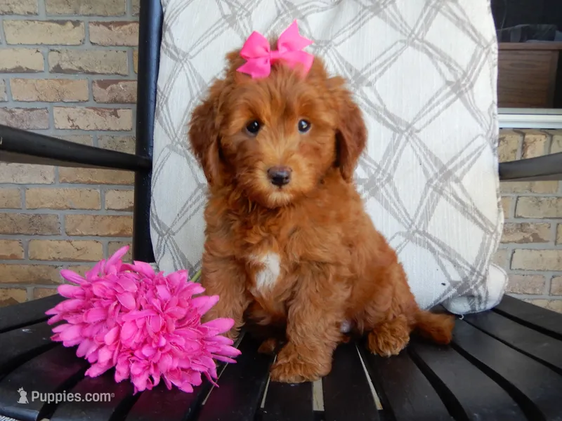 Lulu – Miniature Goldendoodle puppy for sale in Berlin, OH