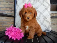 Lulu, a female Miniature Goldendoodle for sale in Berlin, OH – 1 of 5