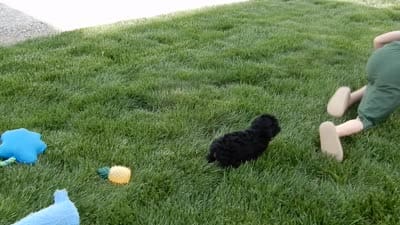 Millie, a female Cockapoo for sale in Berlin, OH – 7 of 7