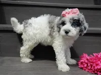 Willow, a female Sheepadoodle for sale in Berlin, OH – 2 of 9