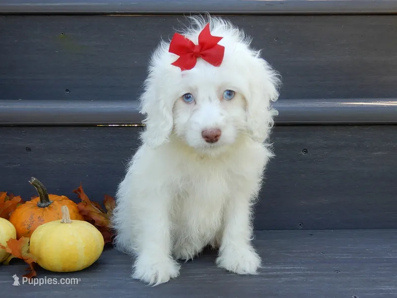 Angel – Cockapoo puppy for sale in Berlin, OH
