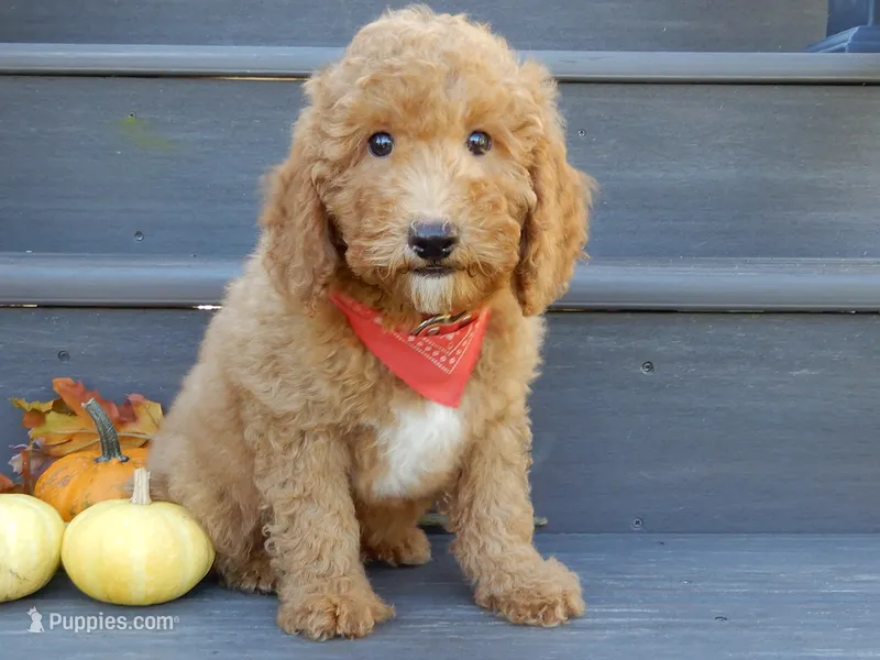 Sammy – Miniature Goldendoodle puppy for sale in Berlin, OH