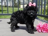 Ellie, a female Sheepadoodle for sale in Berlin, OH – 3 of 6